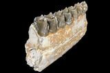 Oreodont (Merycoidodon) Jaw Section - South Dakota #128114-1